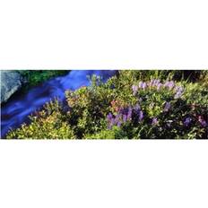 High angle view of Lupine Spirea flowers near a stream Poster