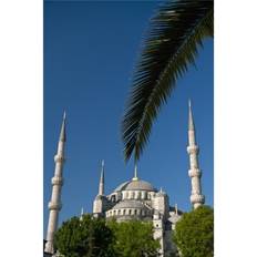 Blue Posters BrainBoosters Turkey, Date Palm Frond Front of Sultanahmet Poster