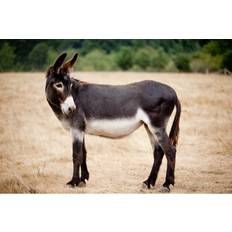 Brambly Cottage Casual Mule Donkey Canvas Prints Framed Art