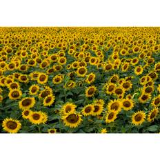 Brambly Cottage Sunflower Landscape Graphixel Print Framed Art