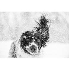 Natur Pur Springer Spaniel Dog Dageldog Framed Art