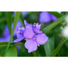 Spiderwort Purple 49pauly