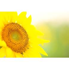 Brambly Cottage Sunflower Background Print Framed Art