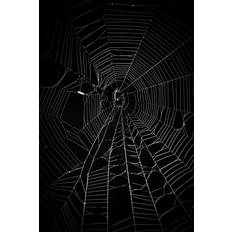 Metro Lane Spider Web THEPALMER Framed Art