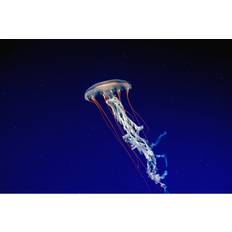 Blue Framed Art House of Hampton Jellyfish floating Framed Art
