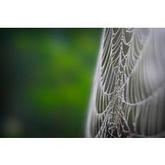 Latitude Run Spider Web DNY59 Framed Art