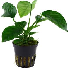 TROPICA Anubias Barteri Caladiifolia