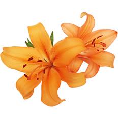 Ebern Designs Lilies Canvas Photograph Framed Art