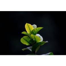 Ebern Designs Hanging Leaves Robbie Ross Photograph Framed Art