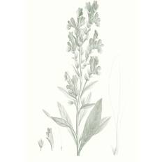 Marlow Home Co Botanical Study in Sage III Vision Studio Framed Art