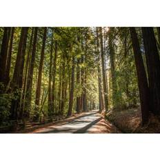 Polyester Framed Art Union Rustic Redwood Trees Photograph Framed Art