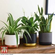 Potted Plants Thompson & Morgan Air Purifying Plant Collection