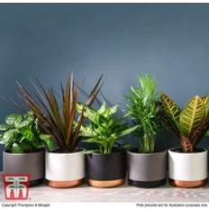 Potted Plants Thompson & Morgan Mixed Foliage Houseplant Collection 6 Plants