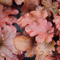 Sweed Beauty Heuchera hybr. Red Fury, Alunrot