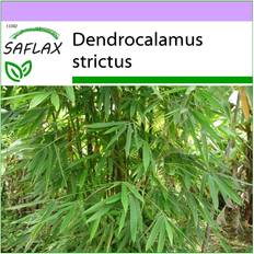 Semillas de Verdura Saflax Bambú de Calcuta Semillas - Dendrocalamus Strictus