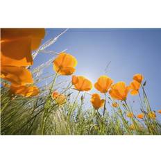 Orange Posters BrainBoosters Orange Poppies Print Poster