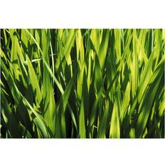 White Posters BrainBoosters Mass of Plant Leaves Print Poster