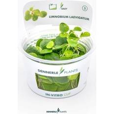 Dennerle Plants Limnobium laevigatum CUP