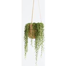 Krukväxter Plant in a Box Senecio Rowleyanus Pearls