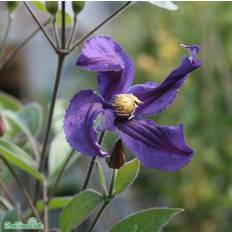Klematis OMNIA GARDEN Clematis Integrifolia-Gruppen Blue