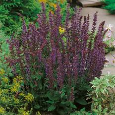 Omnia Garden Stäppsalvia 'Ostfriesland' OMNIA GARDEN