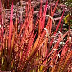 Perenner Omnia Garden Japanskt blodgräs OMNIA GARDEN Imperata cylindrica 'Red Baron'