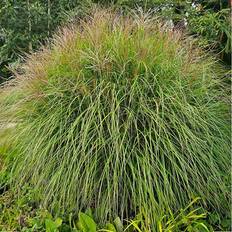 Perenner Omnia Garden Glansmiskantus OMNIA GARDEN Miscanthus sinensis 'Ferner