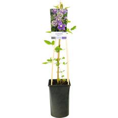Omnia Garden Klematis OMNIA GARDEN Clematis 'Taiga'