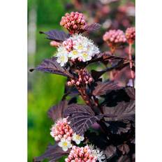 Omnia Garden Buske Smällspirea Smpotw Vit/Rosa 3-Pack