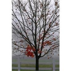 Natural Posters BrainBoosters Maple Tree in Autumn Print Tony Sweet Poster