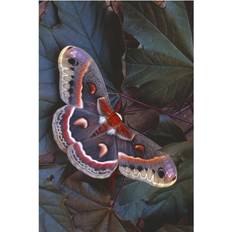 Natural Posters BrainBoosters Cecropia Moth On Leaves Print Anita Poster