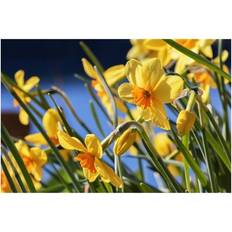 Orange Posters BrainBoosters & Daffodils in Bloom Kodiak Alaska Seaside Garden Poster