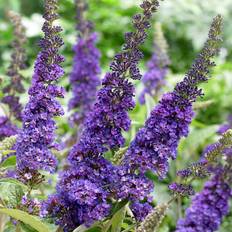 Buddleja davidii Empire