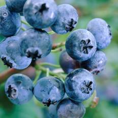 Cramers Blommor Vaccinium Corymbosum