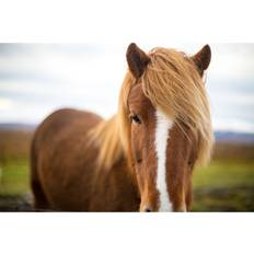 Gracie Oaks Icelandic Horse Photograph Framed Art