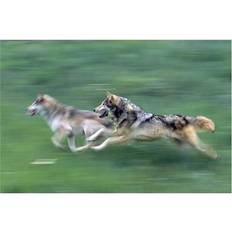 Natural Posters BrainBoosters Two Wolves Mountain Meadow Print Poster