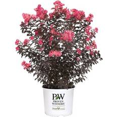 Trees & Shrubs Proven Winners Coral Crape Myrtle Shrub