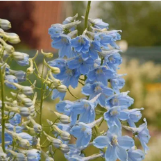 Cramers Blommor Delphinium Belladonna Cliveden Beauty