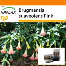 Rose Graines de fleurs Saflax Garden in the Bag 10 Graines - Angel's Trumpet Pink