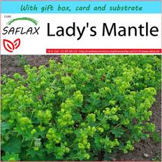 Graines de fleurs Saflax Coffret Cadeau Alchémille 100 Graines - Alchemilla Vulgaris