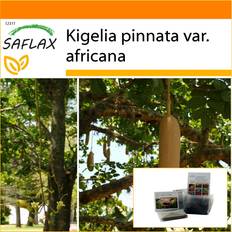 Ensoleillé Graines de fleurs Saflax Sausage Tree Garden in the Bag - 10 Graines