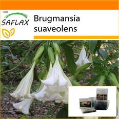 Agosto Semi Saflax Garden In The Bag Angel's Trumpet White - 10 Semi