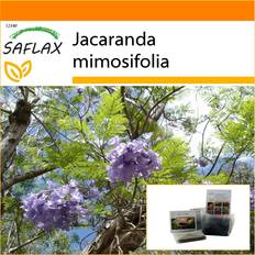 Ensoleillé Graines de fleurs Saflax Garden In The Bag Jacaranda 50 Graines Avec Substrat Dans Un Sac Sur Pied