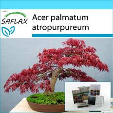 Red Flower Seeds Saflax SAFLAX Gift Set Bonsai Japanese Maple