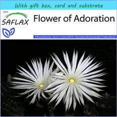 Agosto Semillas Saflax Gift Set 40 Seeds - Echinopsis Mirabilis