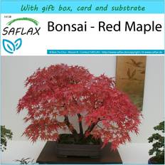 Graines de fleurs Saflax Coffret Cadeau Bonsaï 20 Graines - Acer Rubrum