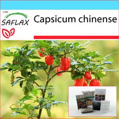 Red Flower Seeds Saflax SAFLAX Gift Set Chili Habanero