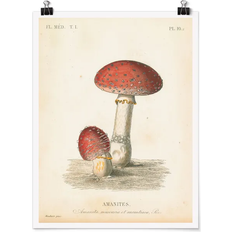 Blumen & Natur Poster French Mushrooms II Beige/Red Poster 30x40cm