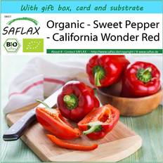 Graines de fleurs Saflax Coffret Cadeau Bio Poivron California Wonder Red 20 Graines