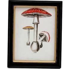 Gothic Homeware Gothic Homeware Fungi Print Framed Art